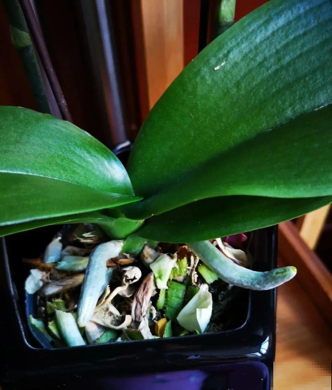 秋老虎来了，9种花进入“死期”，切莫大意！