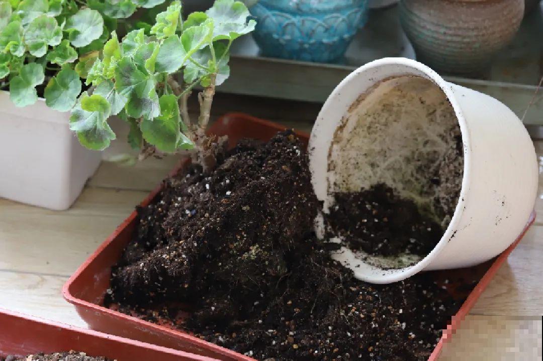这花千万别换盆，小心一换就死！