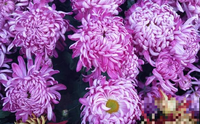 最适合各个地方养的花，快看你的家乡，适合养哪些花！