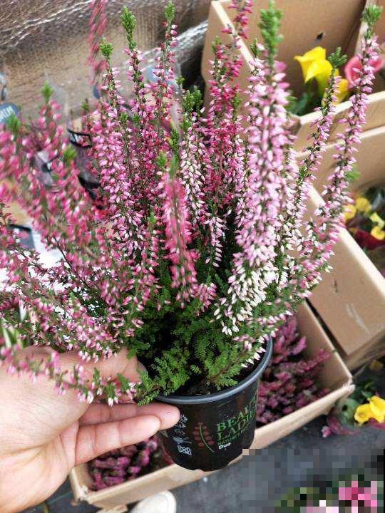 欧石楠，好看到窒息，密集恐惧症患者慎入！