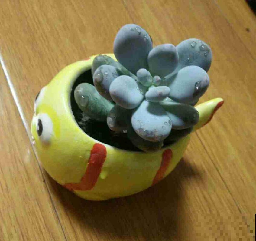 同样多肉淋雨，为啥别人家的越长越壮，你的直接拜拜？