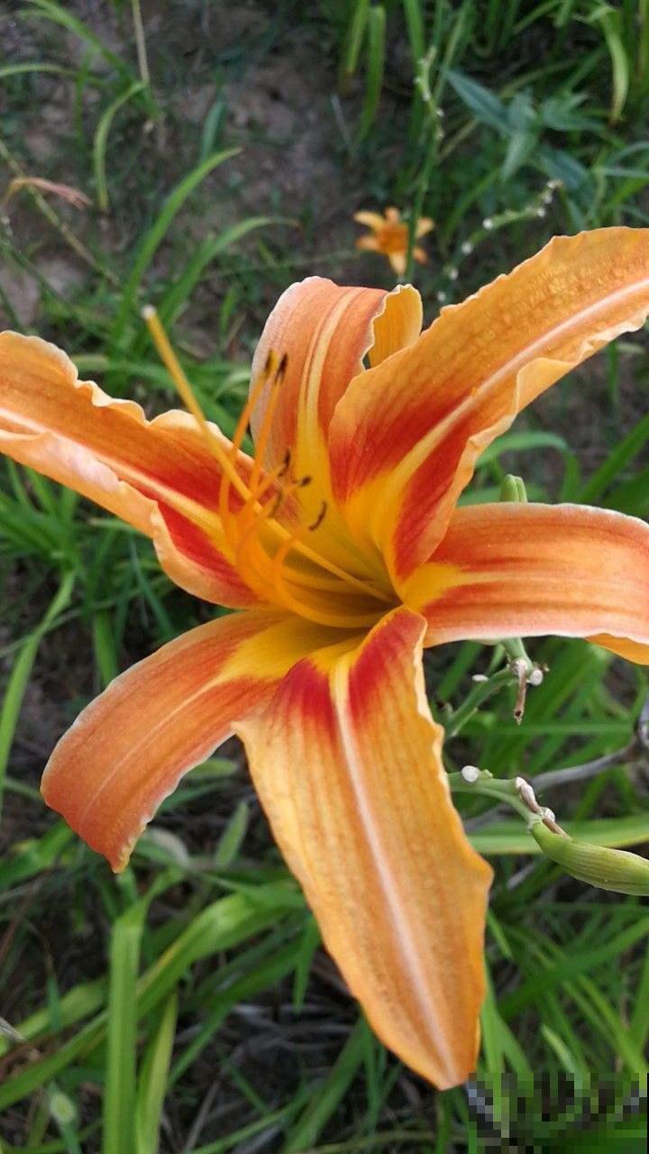 萱草不开花?做好这6点,小黄花开满园! 萱草不开花?做好这6点,小黄花开满园!