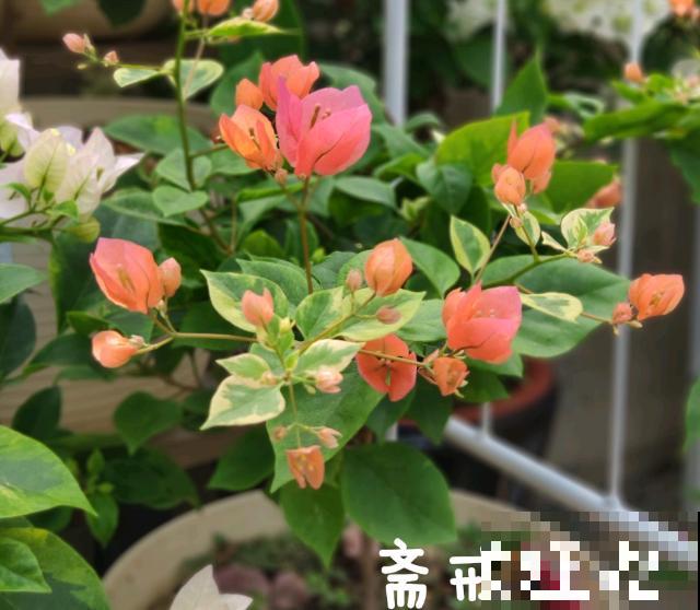 20平的小楼顶，养了100多盆三角梅，花团锦簇美不胜收！