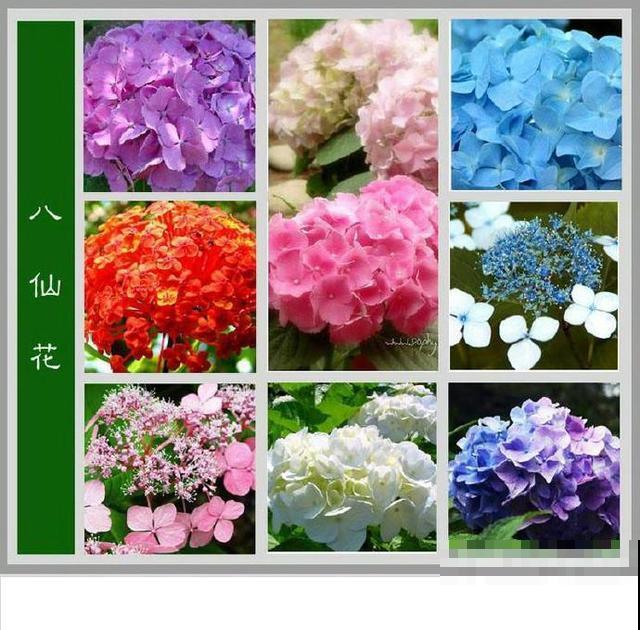 最齐全的《百花图谱》,珍藏起来,路边花都能叫上名! 最齐全的《百花图谱》,珍藏起来,路边花都能叫上名!