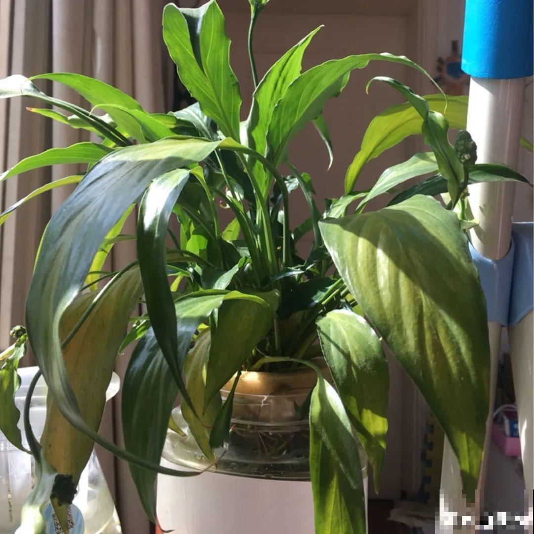 6种花,现在长的快,多浇水、勤施肥! 6种花,现在长的快,多浇水、勤施肥!