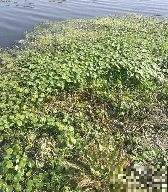 别花钱买了,这花野生一大堆,挖还是不挖? 别花钱买了,这花野生一大堆,挖还是不挖?