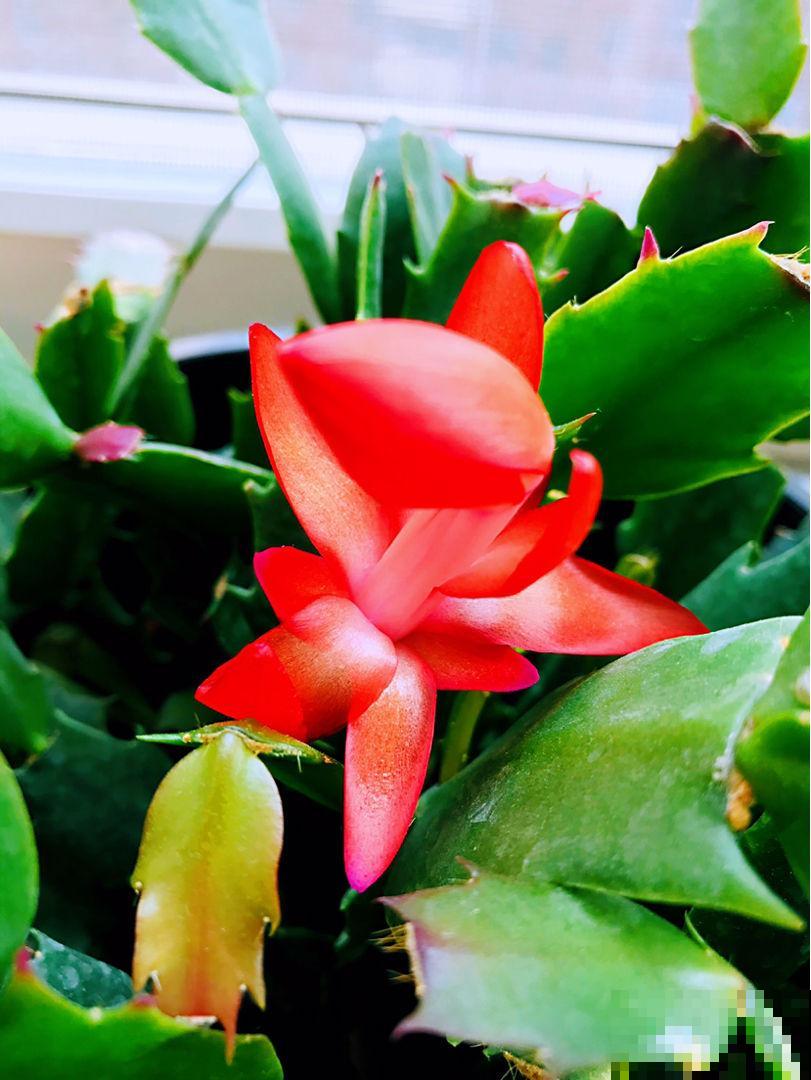 蟹爪兰秋天睡醒了，趁便宜赶紧入手，冬天就能爆满盆