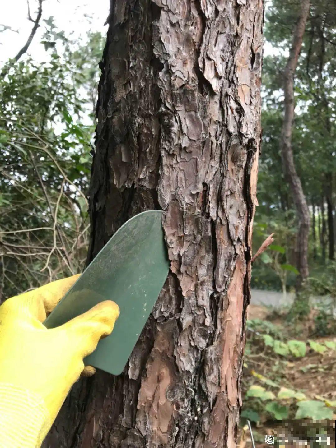 路边捡点松果，开水一烫来养花，透气不烂根！