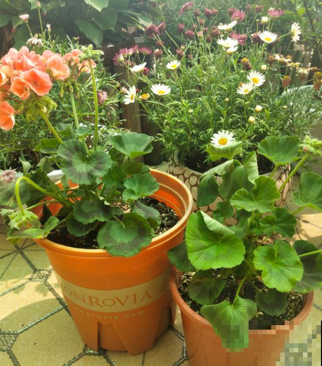 秋天养花就得折腾,修剪换盆施肥,一个工作都不能少! 秋天养花就得折腾,修剪换盆施肥,一个工作都不能少!