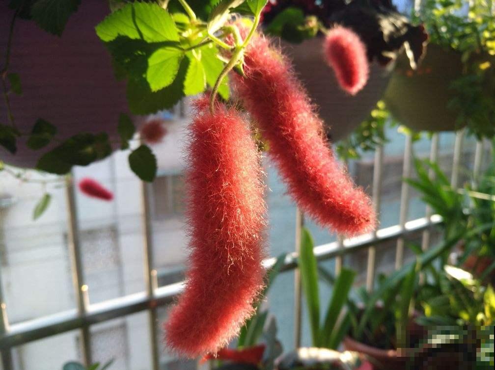 养了一盆尾巴花,开花红彤彤,摆在家里真喜庆 养了一盆尾巴花,开花红彤彤,摆在家里真喜庆