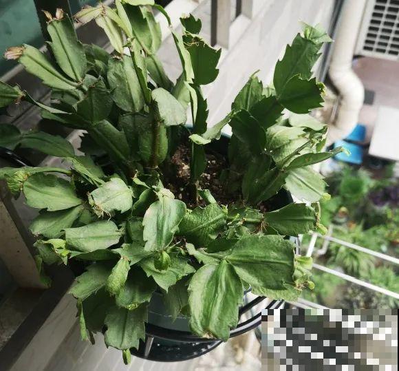 养蟹爪兰，重要的是一个“掐”字，花苞冒不停