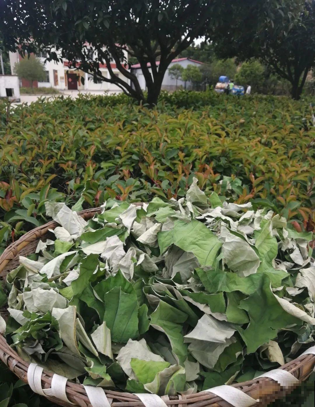 荷花全身都是宝,怎么吃都好吃,夏天清热又败火! 荷花全身都是宝,怎么吃都好吃,夏天清热又败火!
