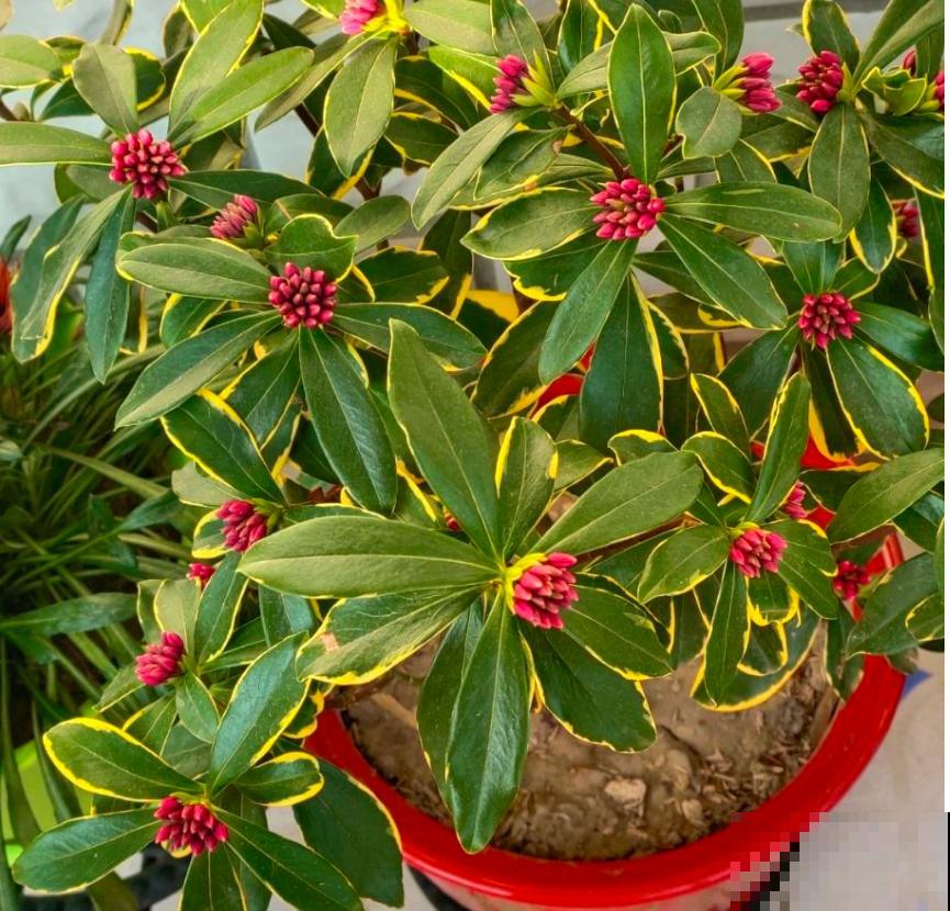 金边瑞香特喜酸,柠檬水浇一浇,开得特欢! 金边瑞香特喜酸,柠檬水浇一浇,开得特欢!