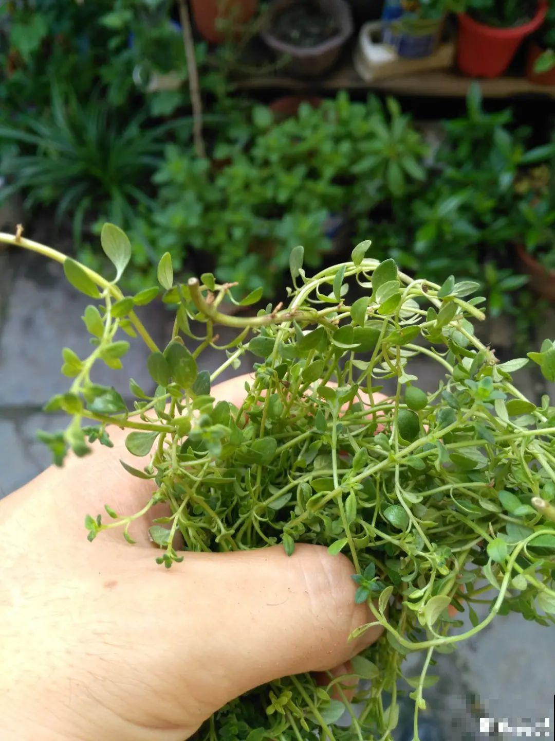 9种花最适合养厨房,去腻吸油烟,香味满屋子! 9种花最适合养厨房,去腻吸油烟,香味满屋子!