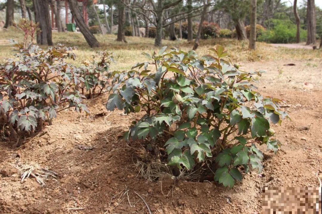 换盆扦插要抓紧，现在正是最佳时期，再晚来不及了！