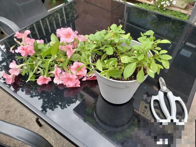 8种花要舍得掐,才能越长越旺盛 8种花要舍得掐,才能越长越旺盛