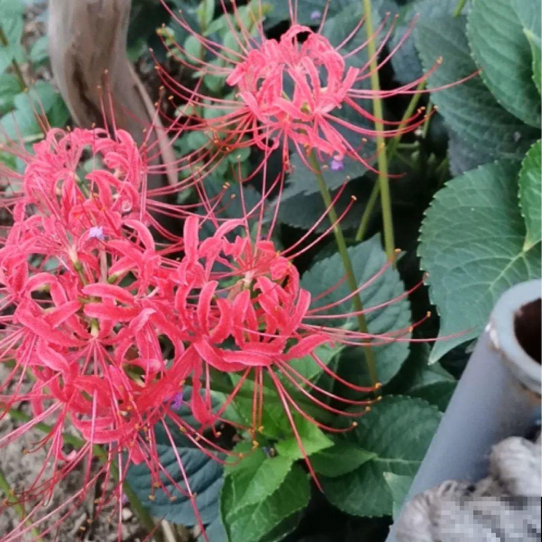 看图猜花名，100道题，测你的养花天分！