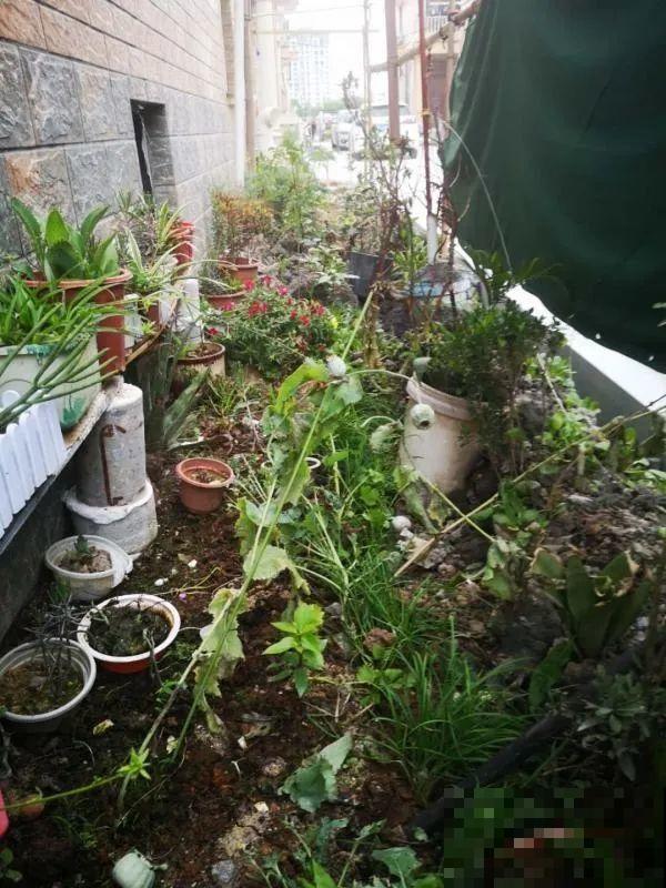 罂粟花不能随便种，私自种植，就得薅光