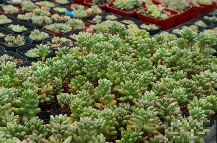 彩虹之玉这么养，肉嘟嘟，肥嫩嫩，红彤彤！