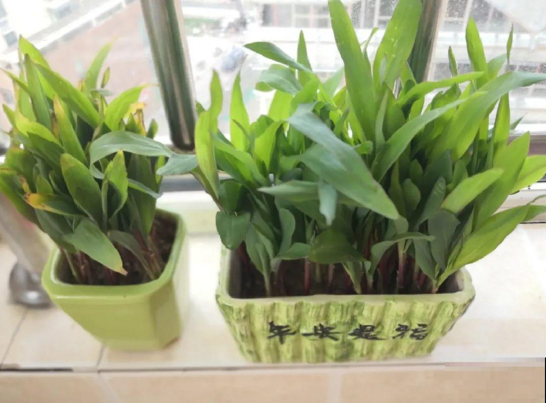 玉米地瓜，放久了自动变成盆栽，太好活了吧？