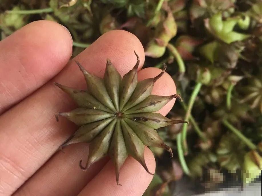 20种有毒花,出门别乱摘,有小孩的特别注意 20种有毒花,出门别乱摘,有小孩的特别注意