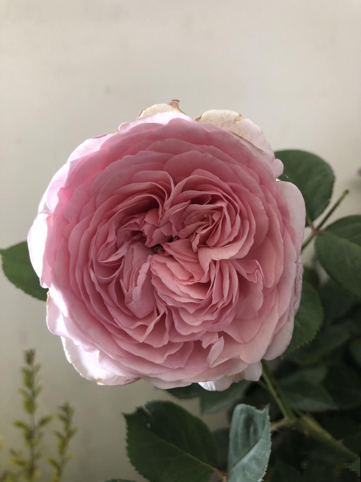 月季到了秋天开始“欢腾”,要抓好施时机,花苞才能砰砰冒不停 月季到了秋天开始“欢腾”,要抓好施时机,花苞才能砰砰冒不停