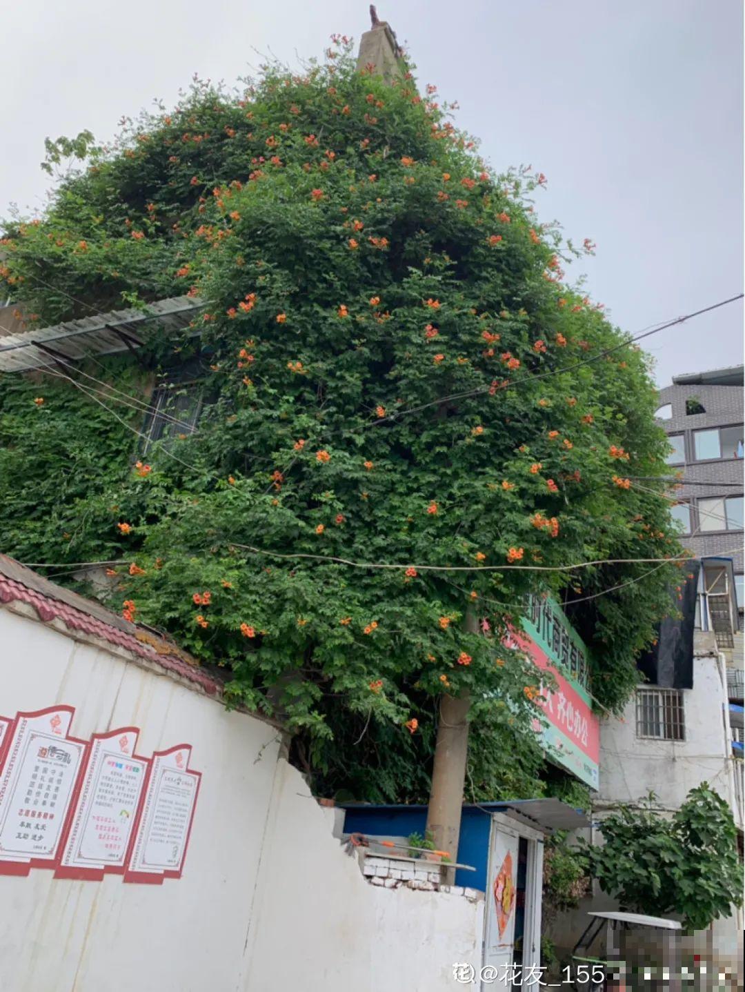 5种花最好别养,根钻得到处都是,砍都砍不尽! 5种花最好别养,根钻得到处都是,砍都砍不尽!