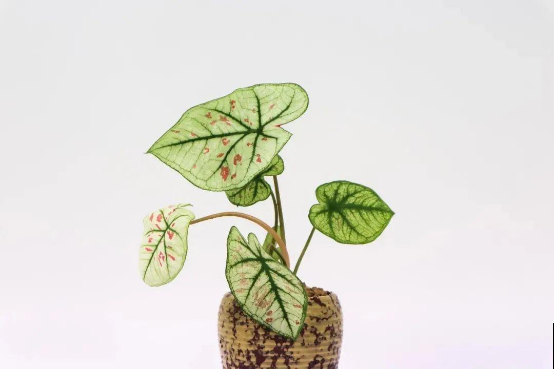 比绿萝还耐阴的花，叶子五彩斑斓，像打翻的调色板！