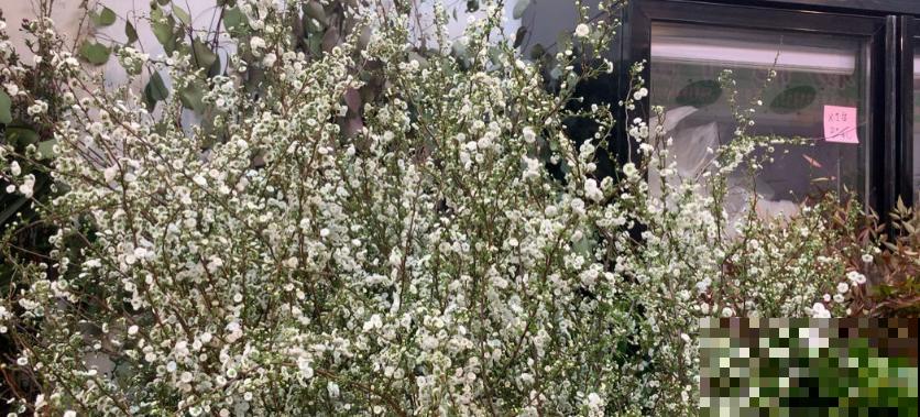 想省事就养雪柳，花美好养活，“懂事”到让人心疼！