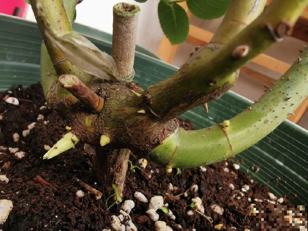 路边不起眼的是宝贝,捡到养花就是宝,养花多年不换盆! 路边不起眼的是宝贝,捡到养花就是宝,养花多年不换盆!