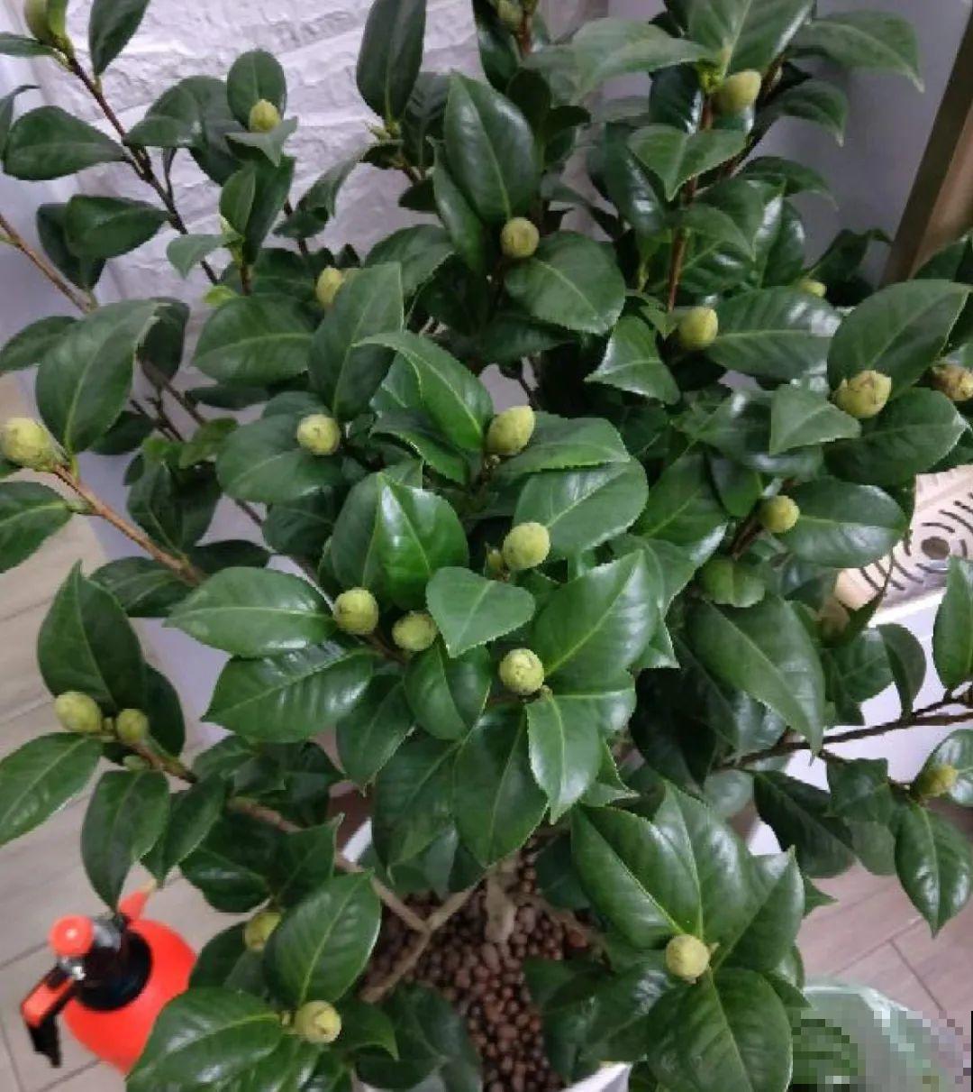 这种花苞要摘掉，不然全都开不了，花还会死！