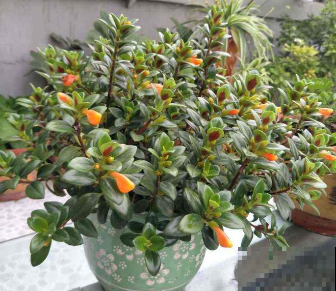 特俊的金鱼吊兰，金灿灿的，花朵一开就是一年！