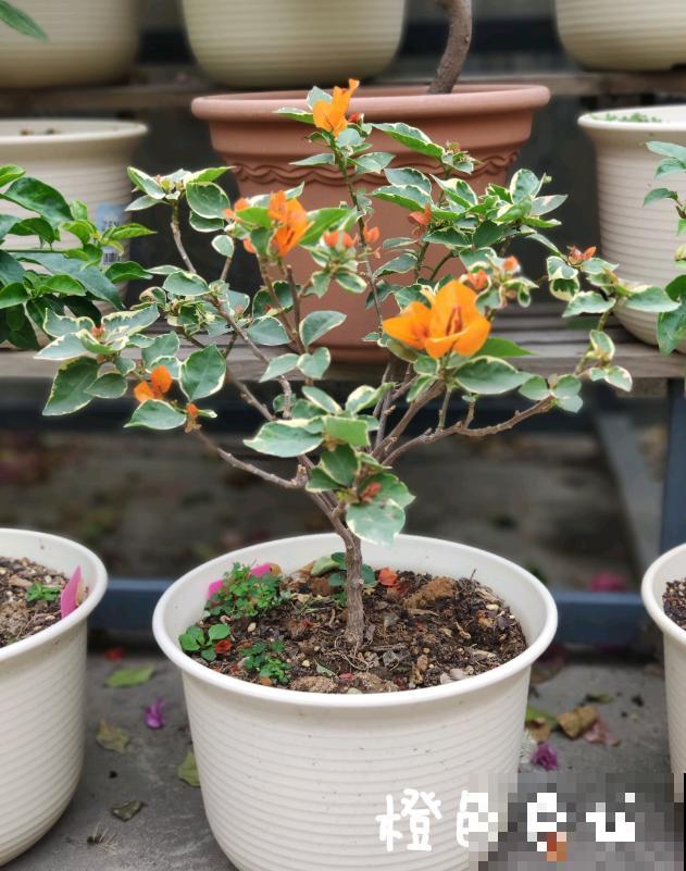 20平的小楼顶，养了100多盆三角梅，花团锦簇美不胜收！