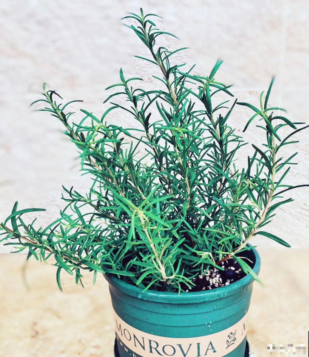 9种花最适合养厨房,去腻吸油烟,香味满屋子! 9种花最适合养厨房,去腻吸油烟,香味满屋子!