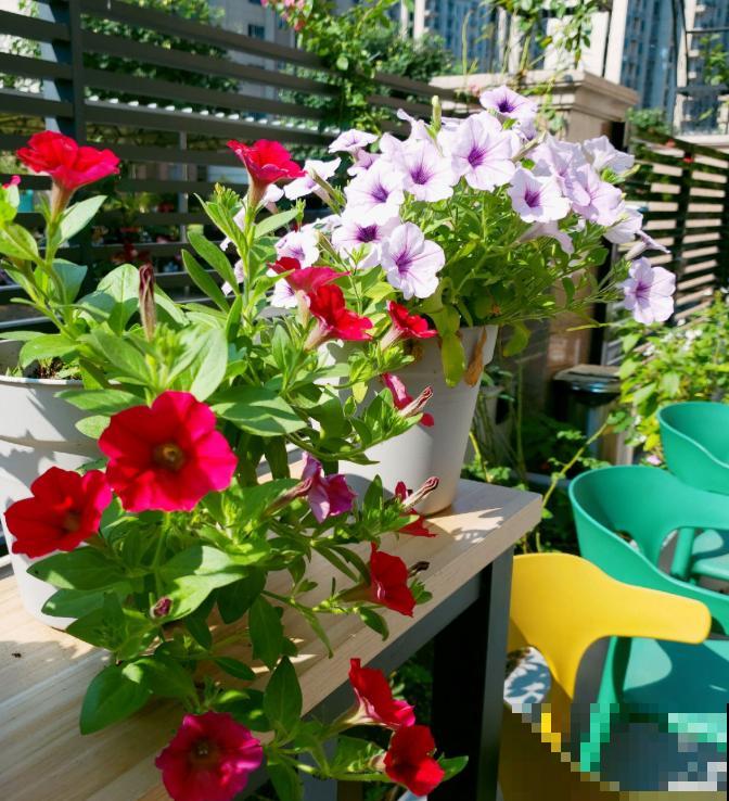 浇水时注意一个细节，花喝了长得超快，大白根又密又壮！