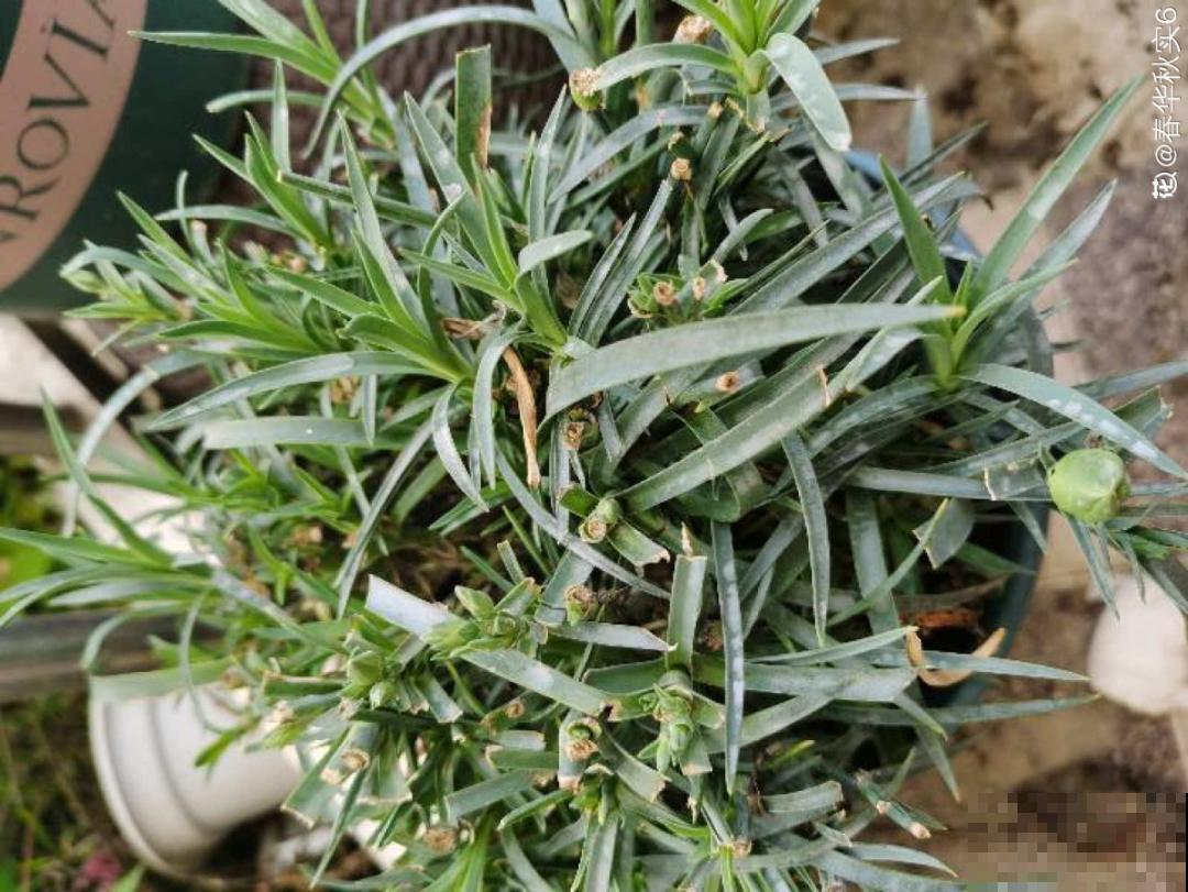 一次性的花，秋天开完就扔了，别浪费时间！