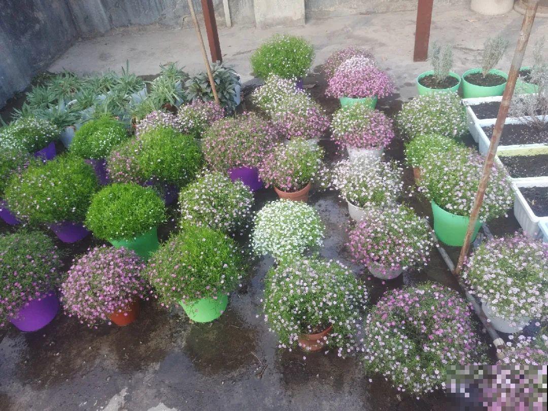 种花赚钱？要是有块地，真的发财了！