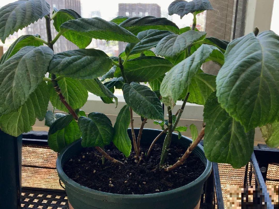 这花千万别换盆，小心一换就死！