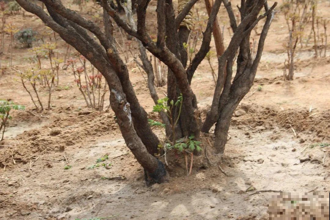 这花只能秋天养,埋土里就活,晚了再等一整年! 这花只能秋天养,埋土里就活,晚了再等一整年!