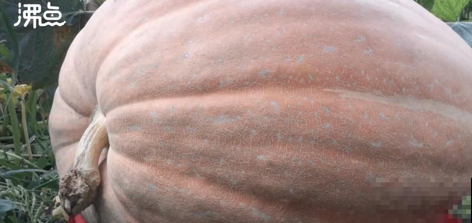 农村大姐，种出1.5米大冬瓜，我看谁还敢说矮！