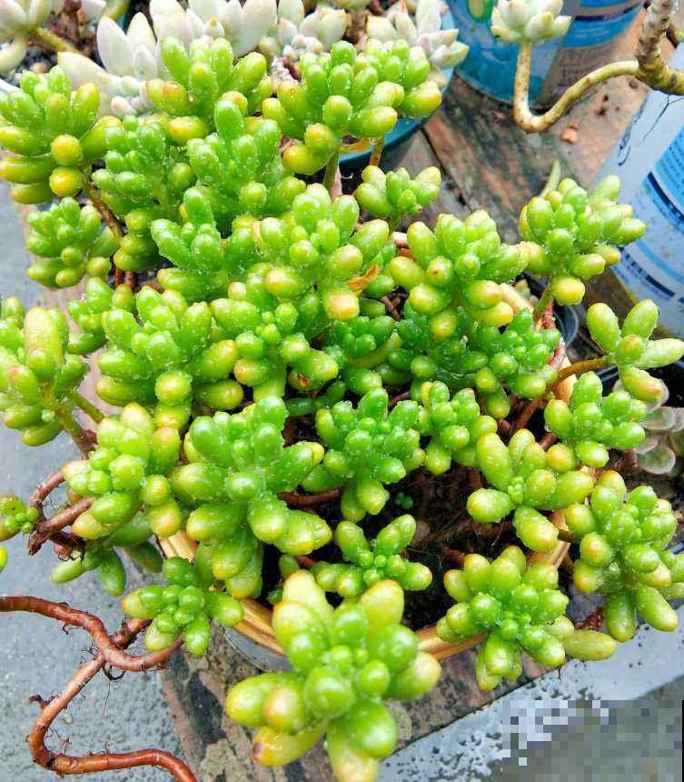 多肉这么养，才能养的白白胖胖，10年不烂根