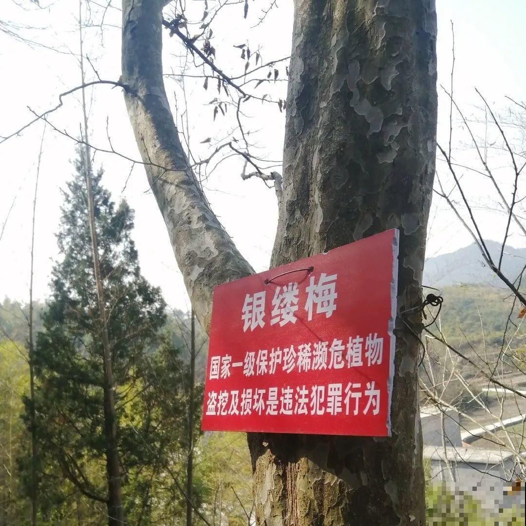 山上的雪莲,说摘就摘? 山上的雪莲,说摘就摘?