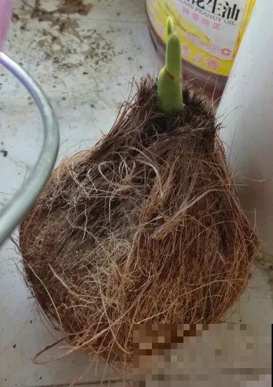 西红柿、玉米……埋土里，7天长成小森林，结出果子一大筐！