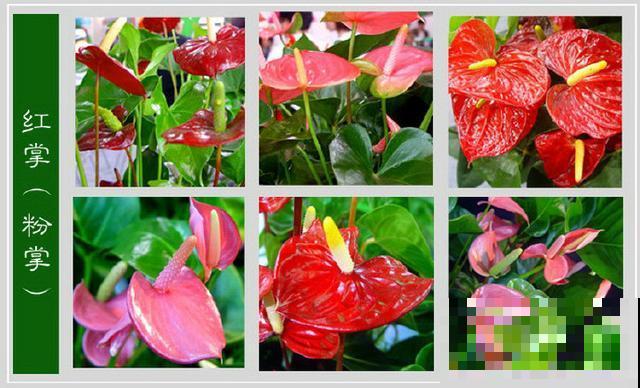 最齐全的《百花图谱》,珍藏起来,路边花都能叫上名! 最齐全的《百花图谱》,珍藏起来,路边花都能叫上名!