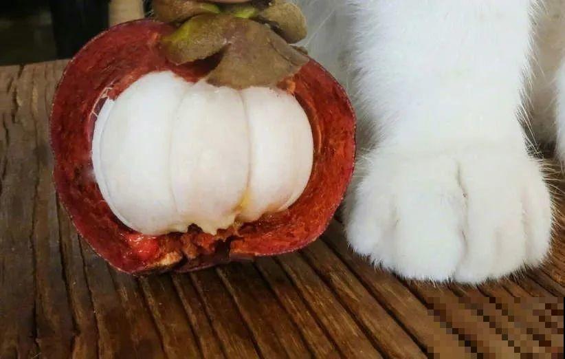 西红柿、玉米……埋土里，7天长成小森林，结出果子一大筐！