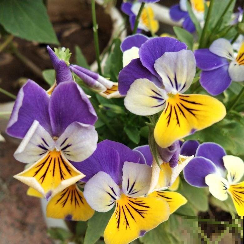 三色堇能开3种颜色,开花就像小蝴蝶,能开一秋天 三色堇能开3种颜色,开花就像小蝴蝶,能开一秋天