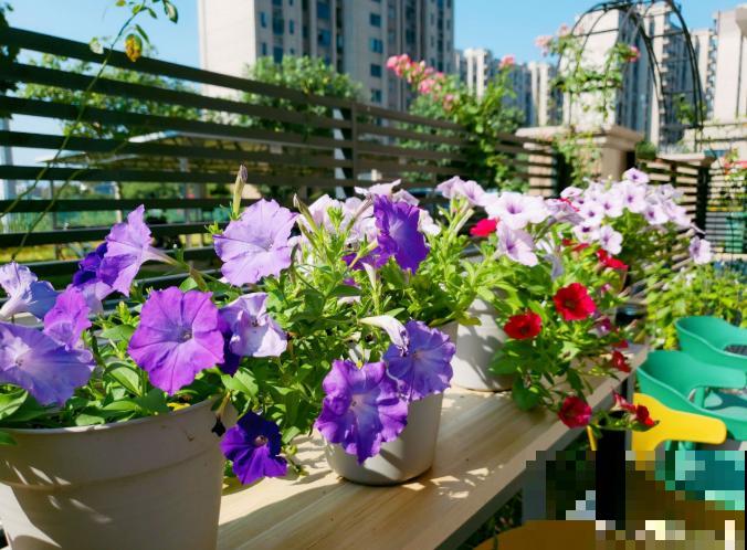 入秋后更适合养草花,一盆能开上百朵,便宜又好养! 入秋后更适合养草花,一盆能开上百朵,便宜又好养!