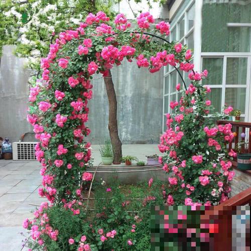 藤本月季,天使安吉拉,一年四季花开满墙! 藤本月季,天使安吉拉,一年四季花开满墙!