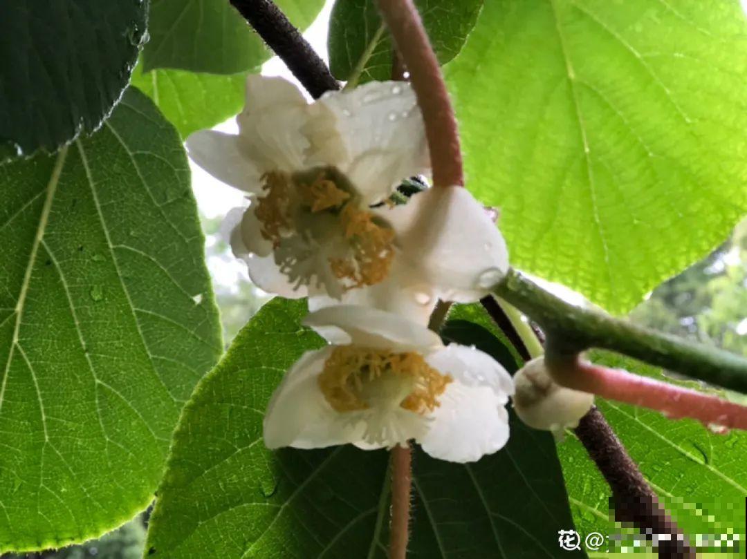 院子里种棵守家果树,镇宅风水好,旺人旺家 院子里种棵守家果树,镇宅风水好,旺人旺家