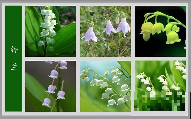 最齐全的《百花图谱》,珍藏起来,路边花都能叫上名! 最齐全的《百花图谱》,珍藏起来,路边花都能叫上名!